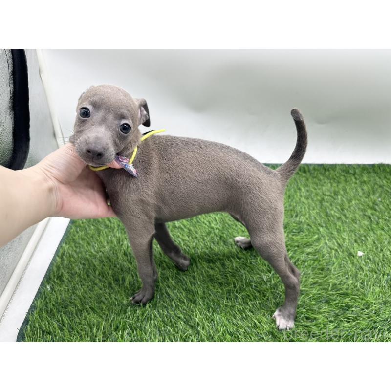 成約済の愛知県のイタリアングレーハウンド(イタグレ)-419741の4枚目