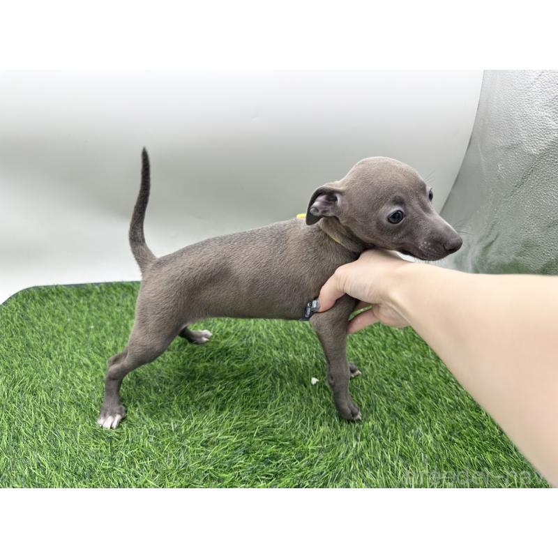 成約済の愛知県のイタリアングレーハウンド(イタグレ)-419741の3枚目