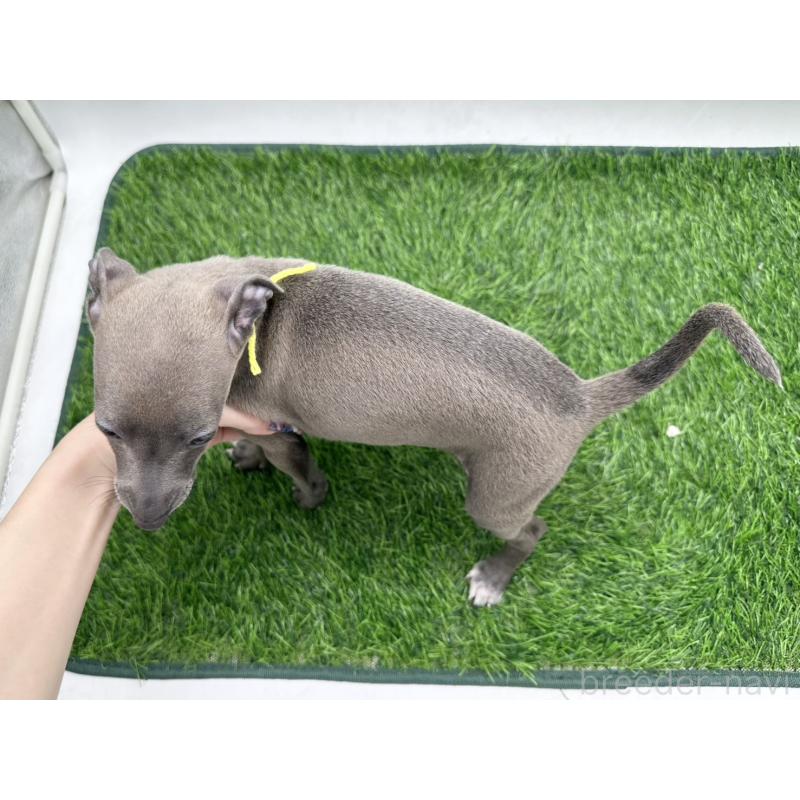 成約済の愛知県のイタリアングレーハウンド(イタグレ)-419741の2枚目