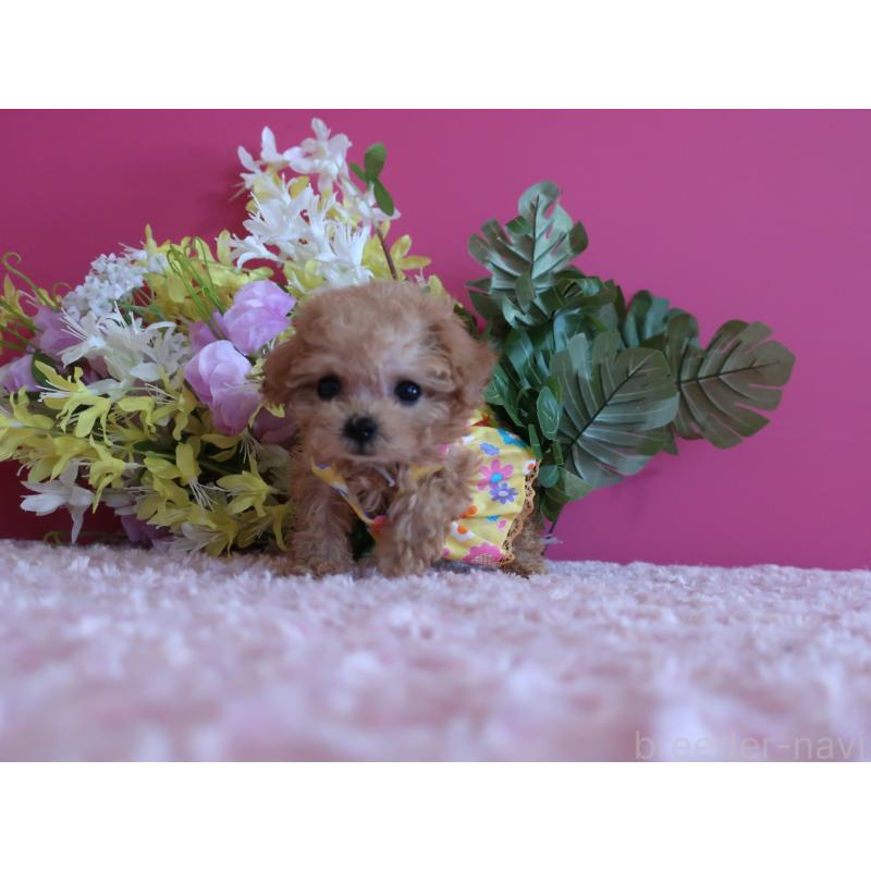 成約済の鹿児島県のティーカッププードル-419496の7枚目