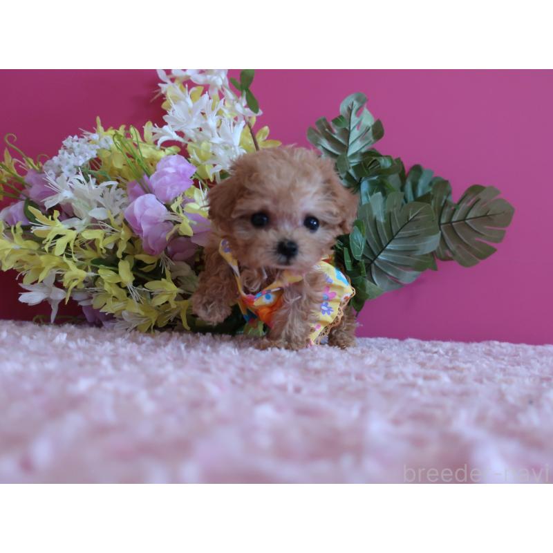 成約済の鹿児島県のティーカッププードル-419496の6枚目