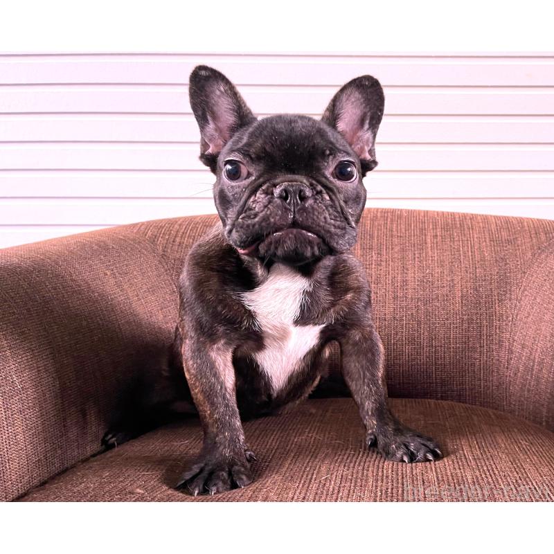 販売中の大阪府のフレンチブルドッグ-380524