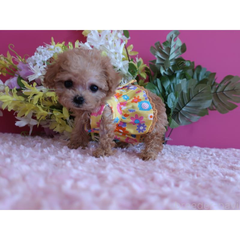 成約済の鹿児島県のティーカッププードル-419496の5枚目