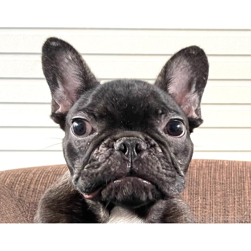 販売中の大阪府のフレンチブルドッグ-380524の5枚目