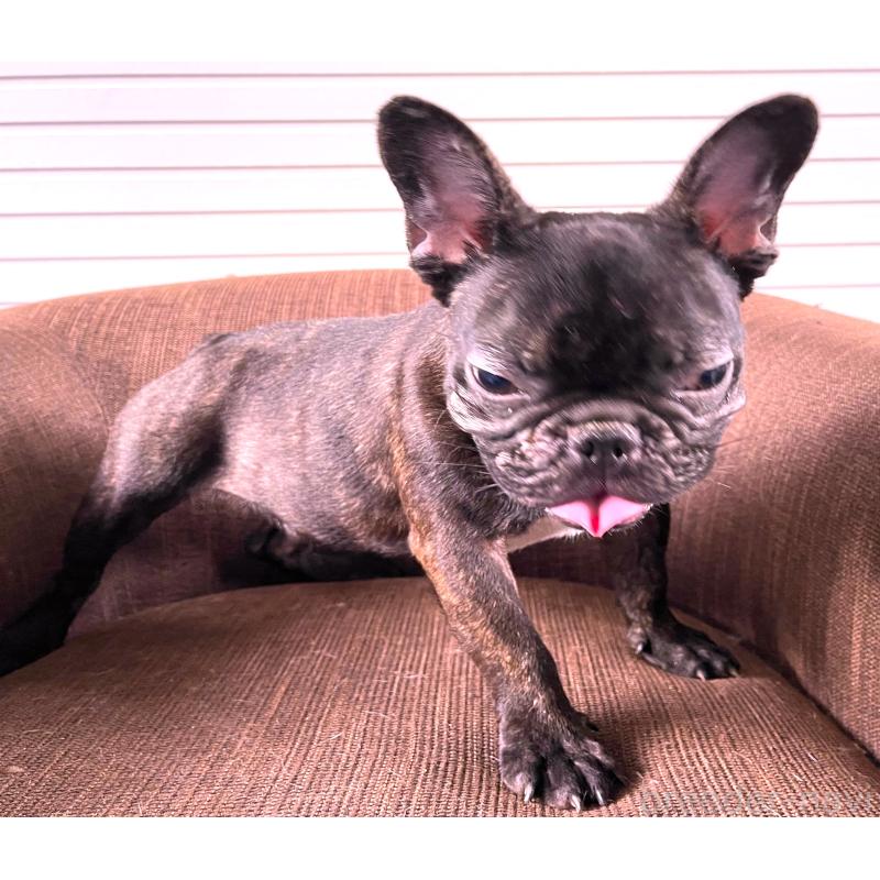 販売中の大阪府のフレンチブルドッグ-380524の4枚目