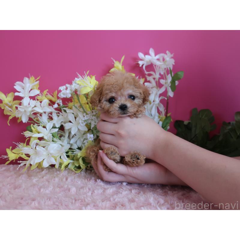 成約済の鹿児島県のティーカッププードル-419496の4枚目