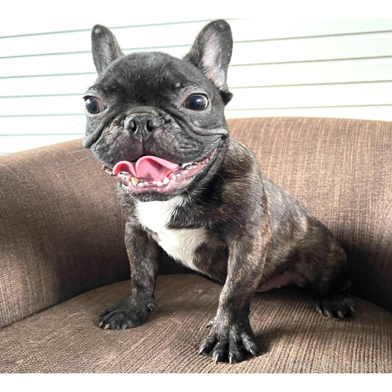販売中の大阪府のフレンチブルドッグ-380524の3枚目