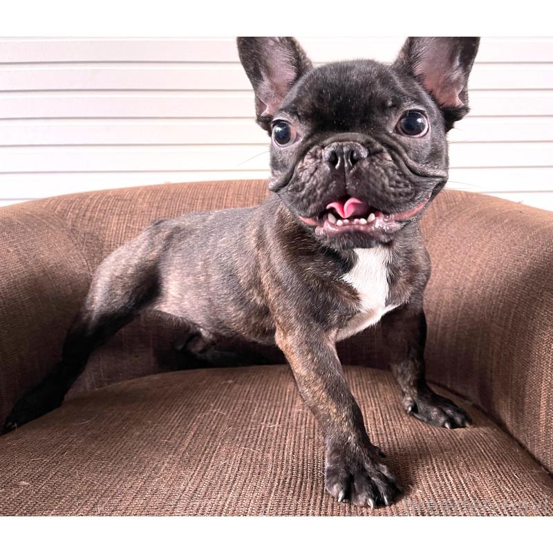 販売中の大阪府のフレンチブルドッグ-380524の2枚目