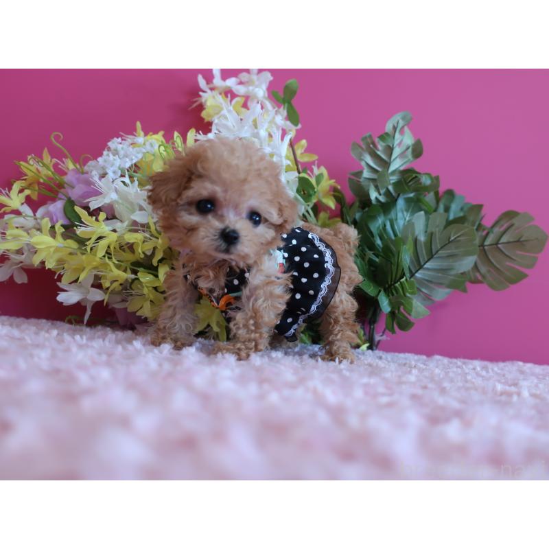 成約済の鹿児島県のティーカッププードル-419496の2枚目