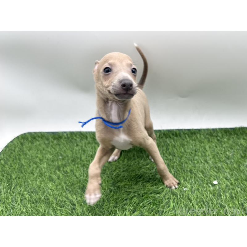 成約済の愛知県のイタリアングレーハウンド(イタグレ)-419738