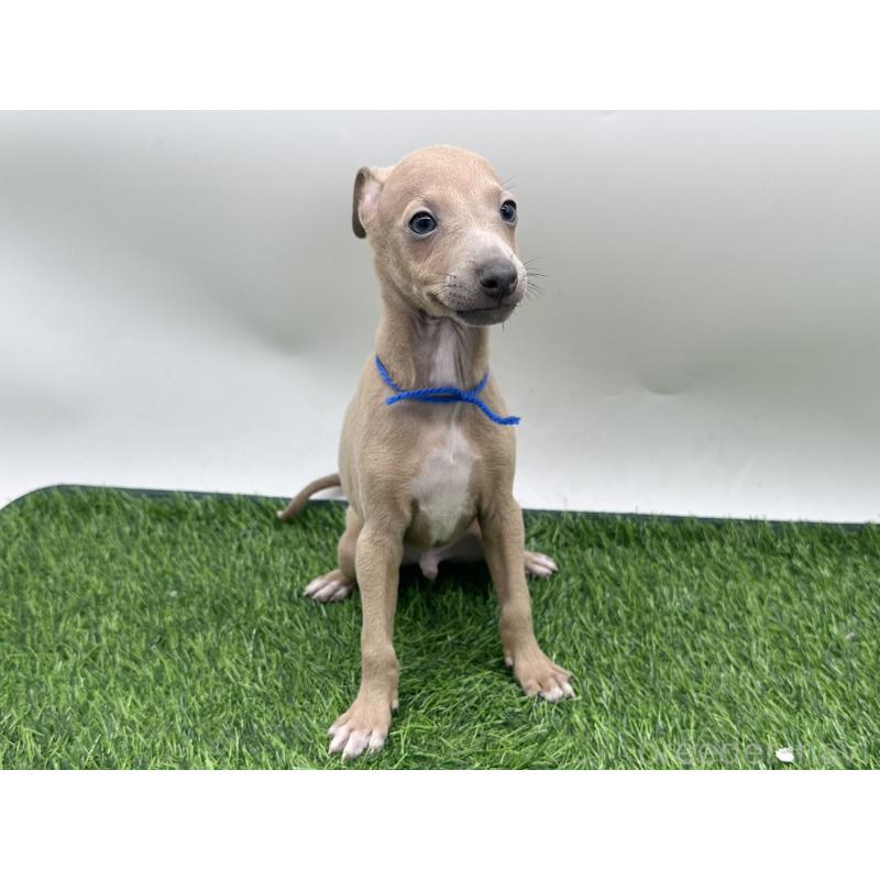 成約済の愛知県のイタリアングレーハウンド(イタグレ)-419738の5枚目