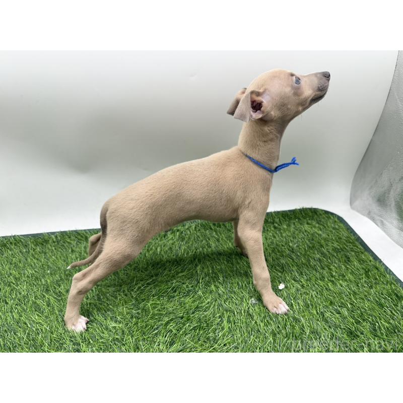 成約済の愛知県のイタリアングレーハウンド(イタグレ)-419738の4枚目