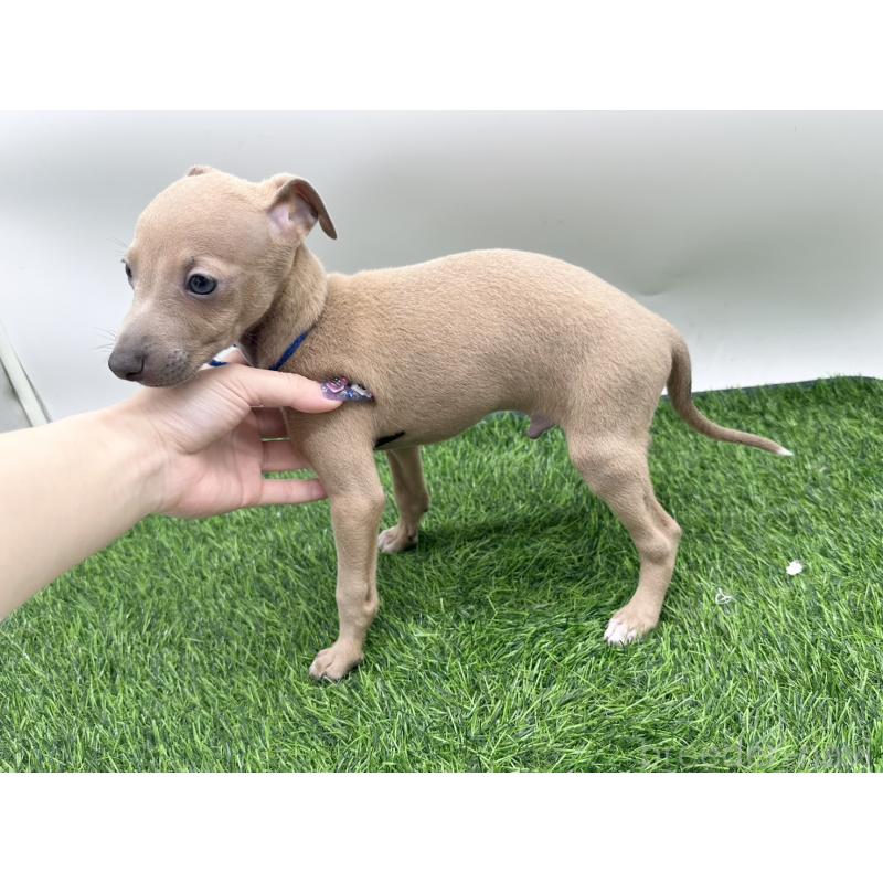 成約済の愛知県のイタリアングレーハウンド(イタグレ)-419738の3枚目