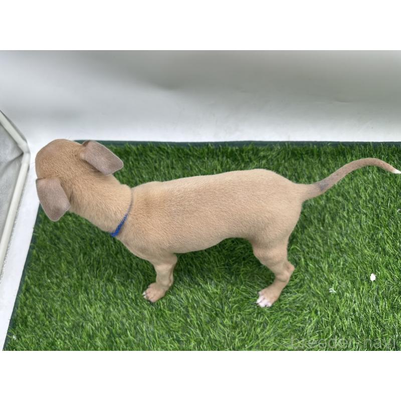 成約済の愛知県のイタリアングレーハウンド(イタグレ)-419738の2枚目