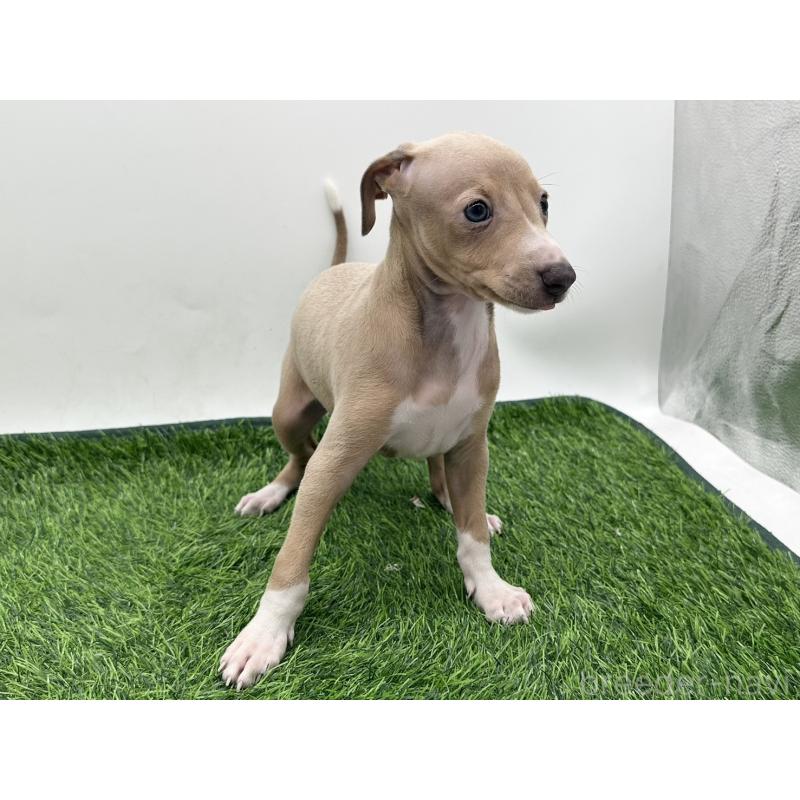 成約済の愛知県のイタリアングレーハウンド(イタグレ)-419742の5枚目