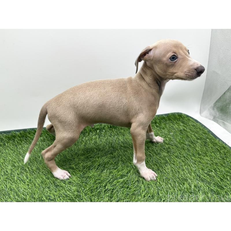 成約済の愛知県のイタリアングレーハウンド(イタグレ)-419742の4枚目