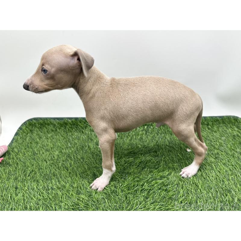 成約済の愛知県のイタリアングレーハウンド(イタグレ)-419742の3枚目