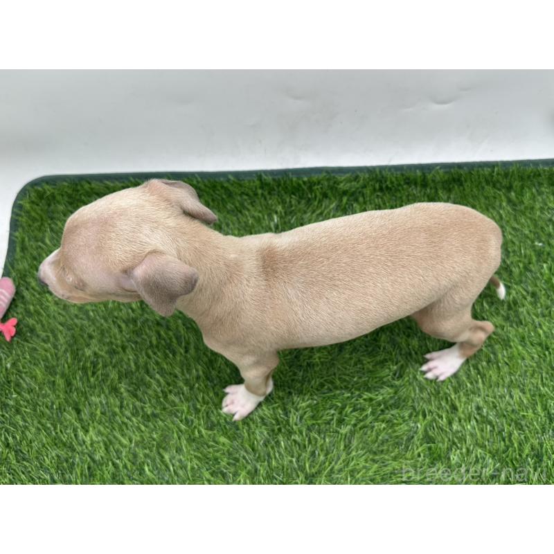 成約済の愛知県のイタリアングレーハウンド(イタグレ)-419742の2枚目