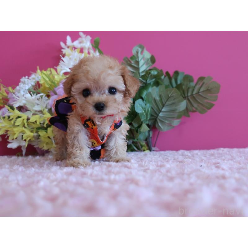 成約済の鹿児島県のティーカッププードル-419495の1枚目