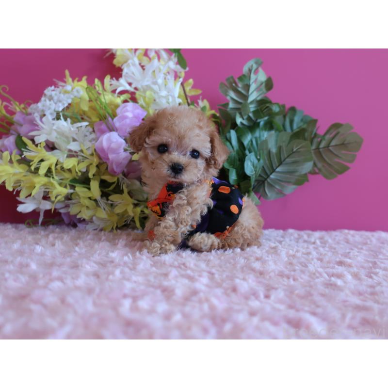 成約済の鹿児島県のティーカッププードル-419495の9枚目