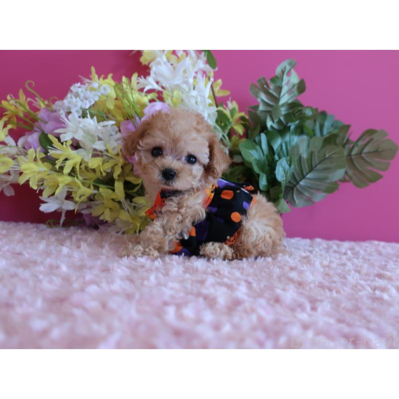 成約済の鹿児島県のティーカッププードル-419495の8枚目