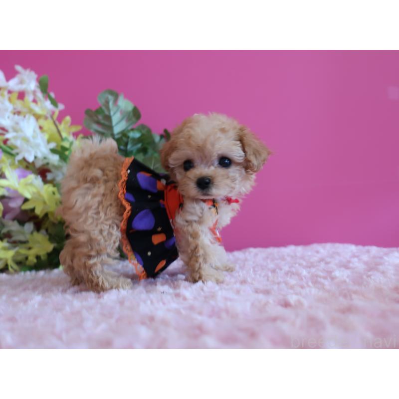 成約済の鹿児島県のティーカッププードル-419495の6枚目