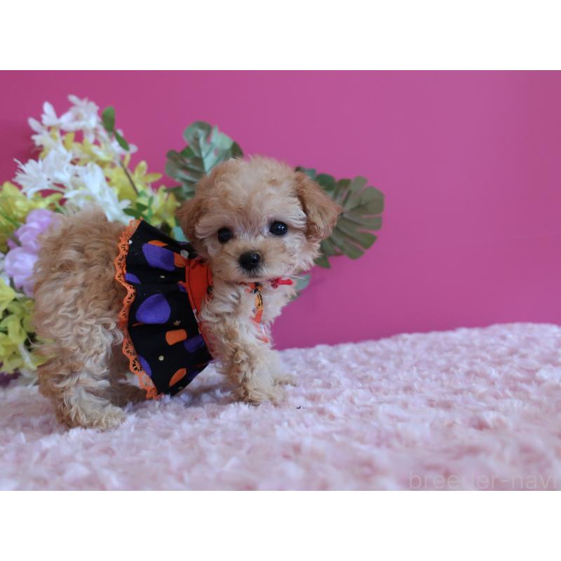 成約済の鹿児島県のティーカッププードル-419495の5枚目