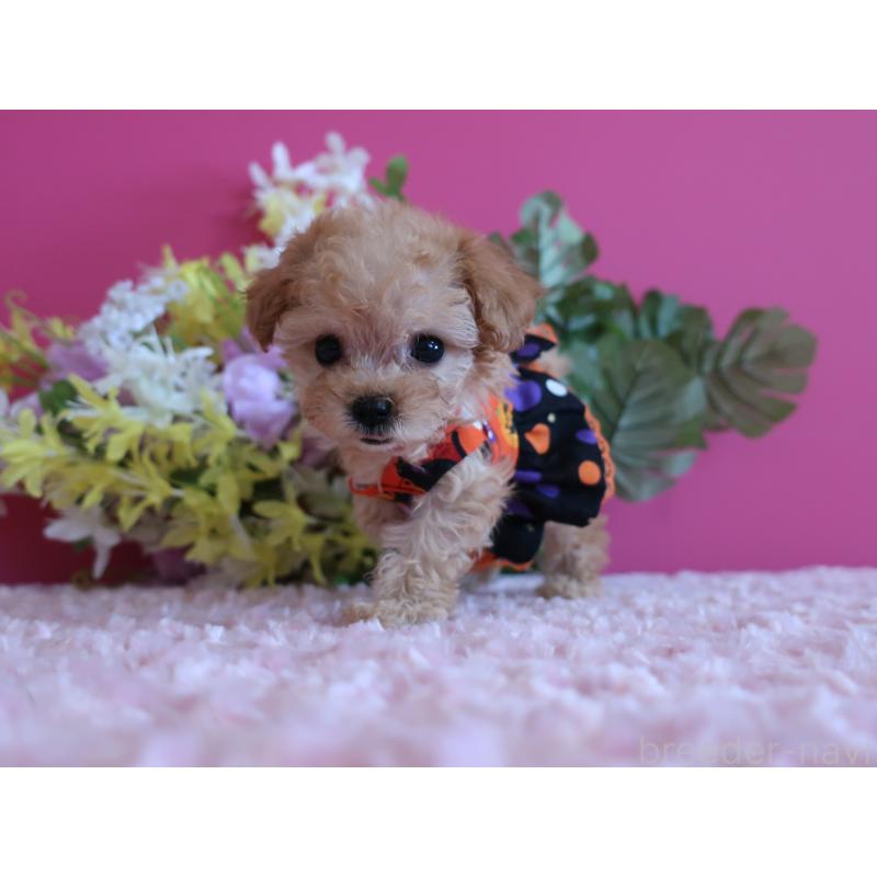 成約済の鹿児島県のティーカッププードル-419495の4枚目