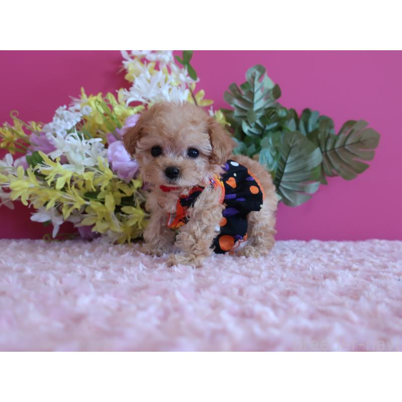 成約済の鹿児島県のティーカッププードル-419495の3枚目