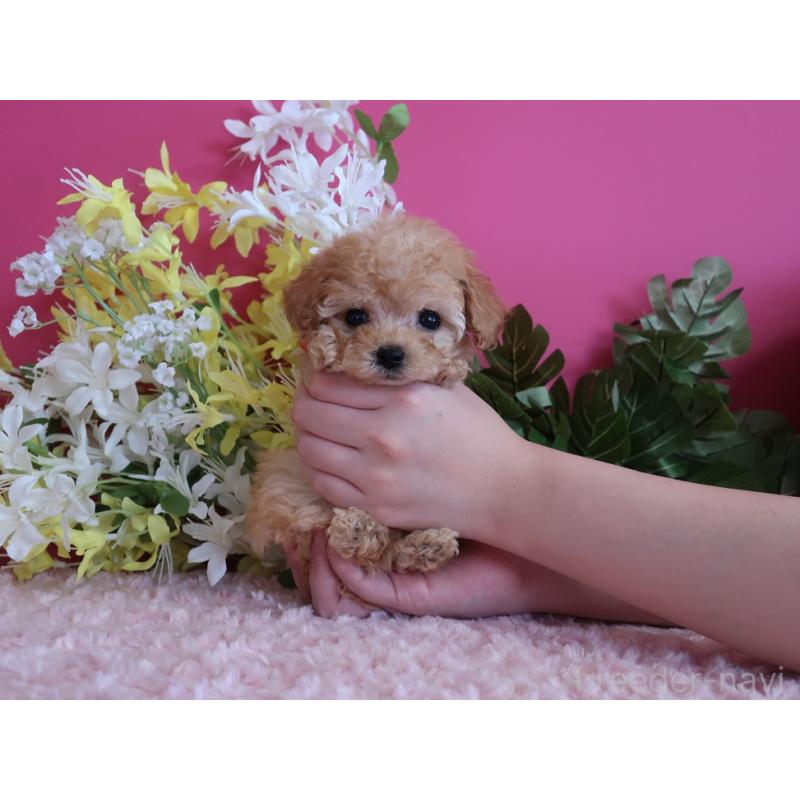 成約済の鹿児島県のティーカッププードル-419495の2枚目