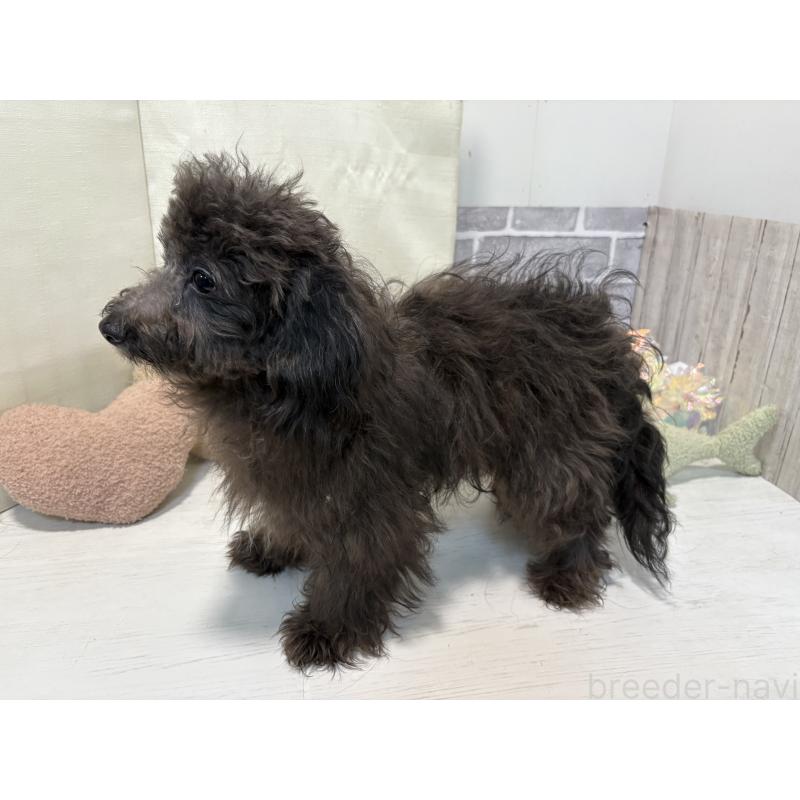 販売中の東京都のチワプー:チワワ×トイプードル-381397の2枚目