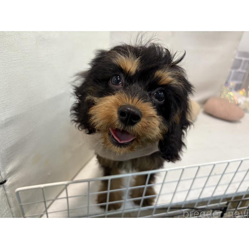 販売中の東京都のキャバリアキングチャールズスパニエル-408776の9枚目