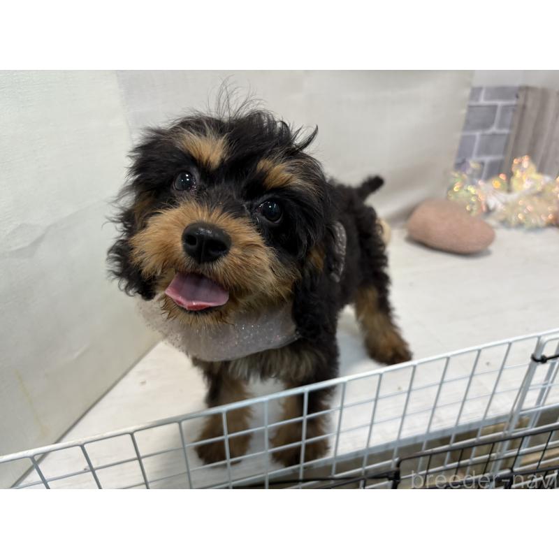 販売中の東京都のキャバリアキングチャールズスパニエル-408776の8枚目