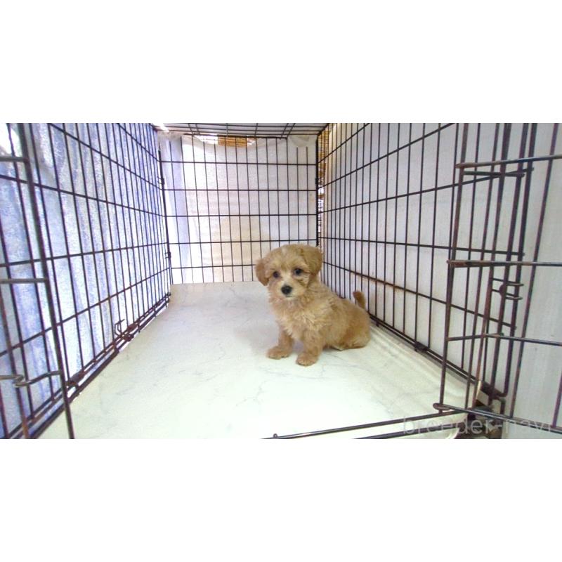 成約済の茨城県のマルプー:マルチーズ×トイプードル-417794の2枚目