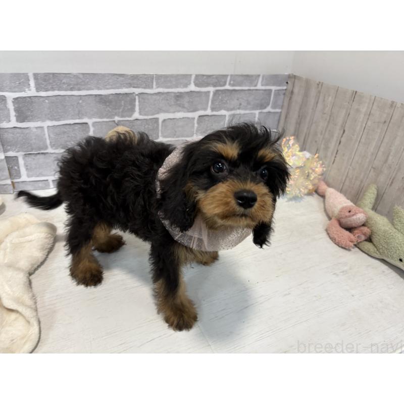 販売中の東京都のキャバリアキングチャールズスパニエル-408776の7枚目