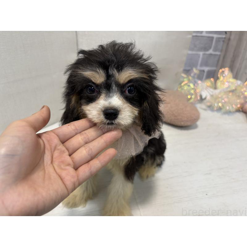 販売中の東京都のキャバリアキングチャールズスパニエル-408771の9枚目