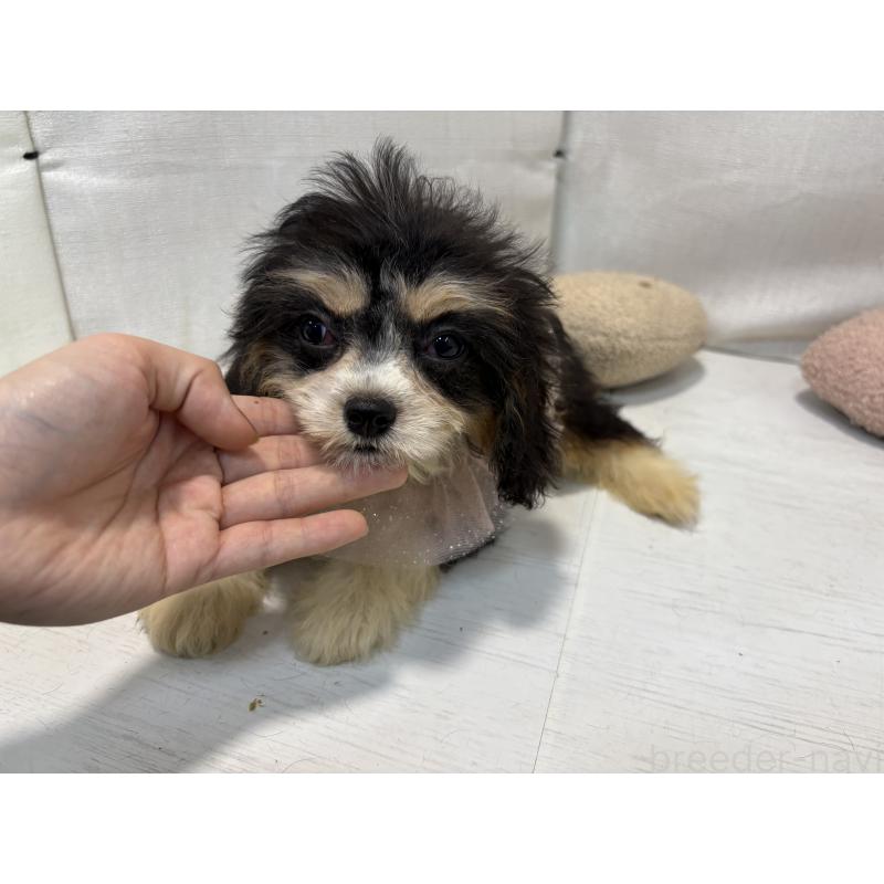 販売中の東京都のキャバリアキングチャールズスパニエル-408771の8枚目