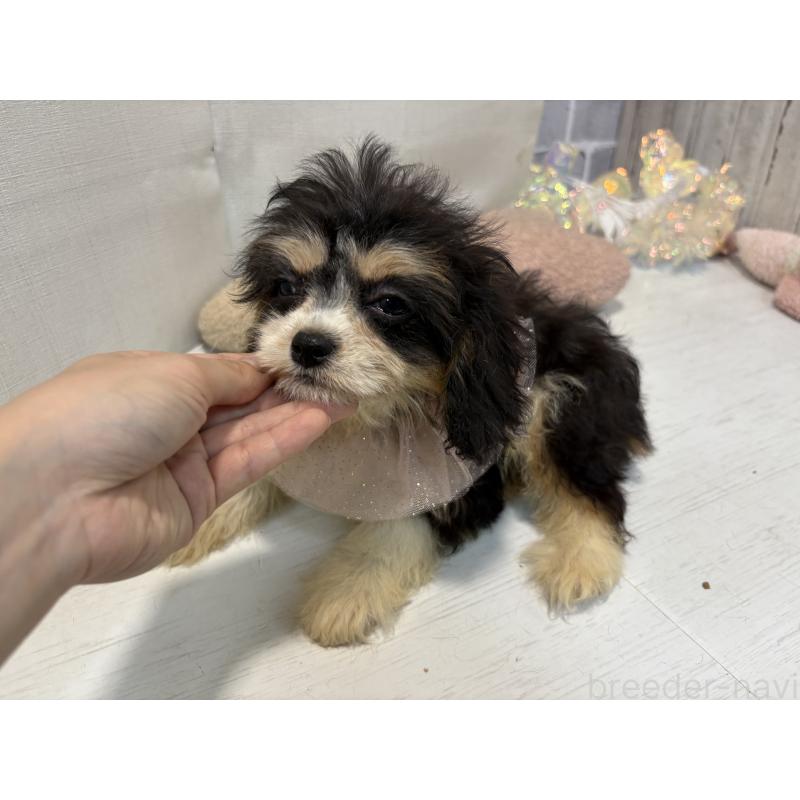 販売中の東京都のキャバリアキングチャールズスパニエル-408771の7枚目