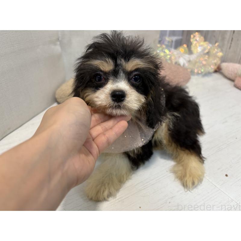 販売中の東京都のキャバリアキングチャールズスパニエル-408771の6枚目