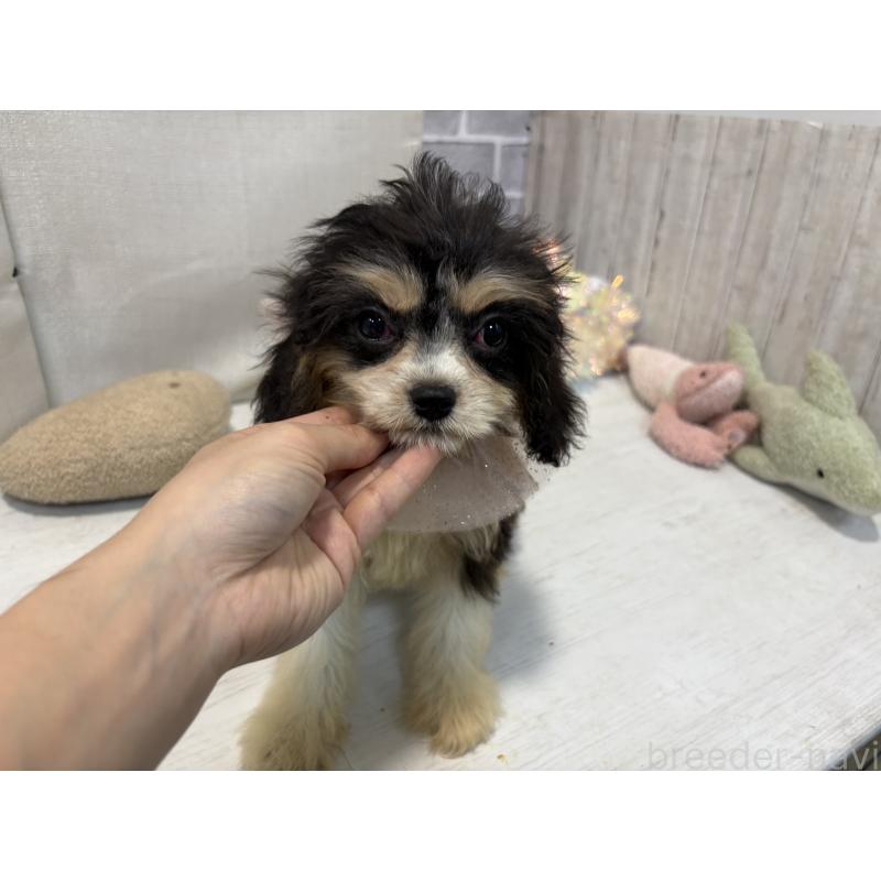 販売中の東京都のキャバリアキングチャールズスパニエル-408771の5枚目