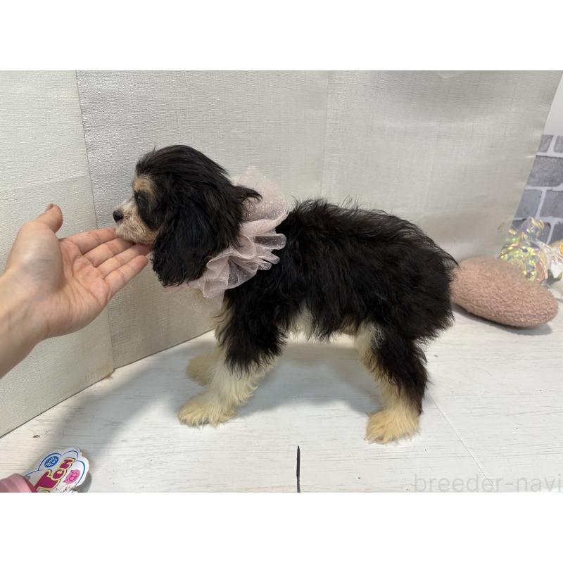 販売中の東京都のキャバリアキングチャールズスパニエル-408771の4枚目