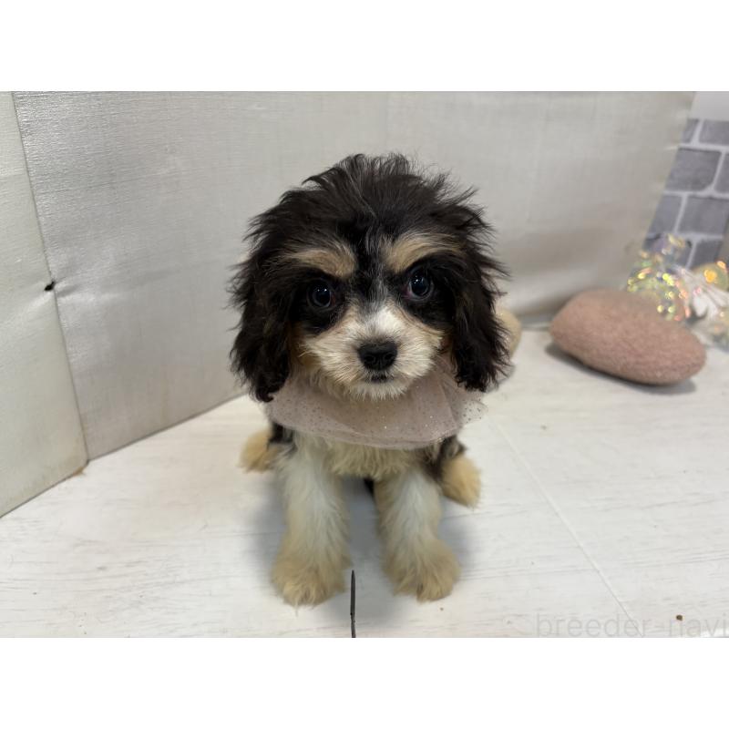 販売中の東京都のキャバリアキングチャールズスパニエル-408771の3枚目