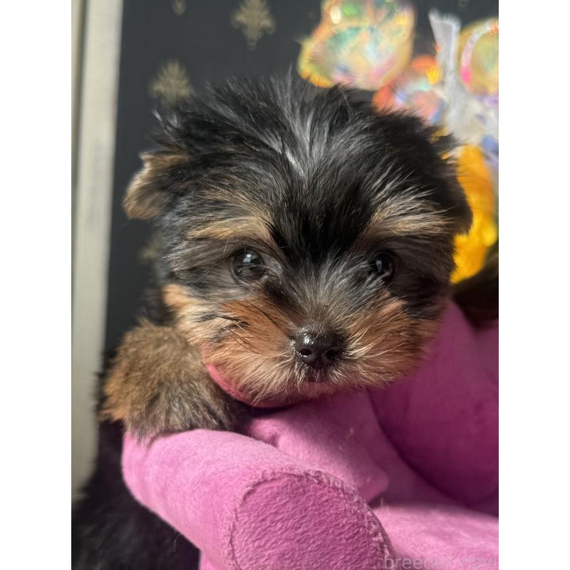 成約済の宮崎県のヨークシャーテリア-417683の13枚目