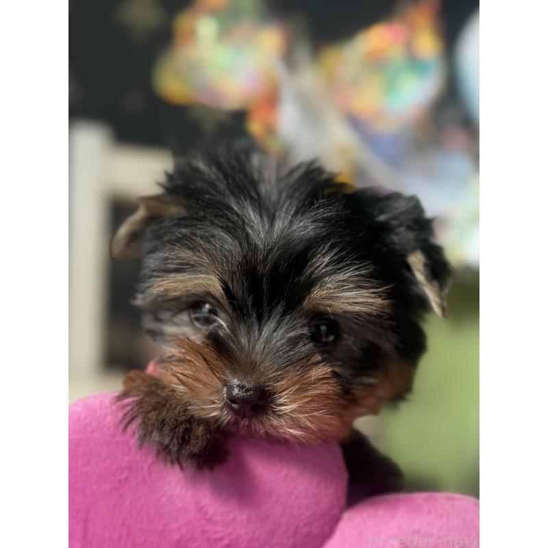 成約済の宮崎県のヨークシャーテリア-417683の12枚目