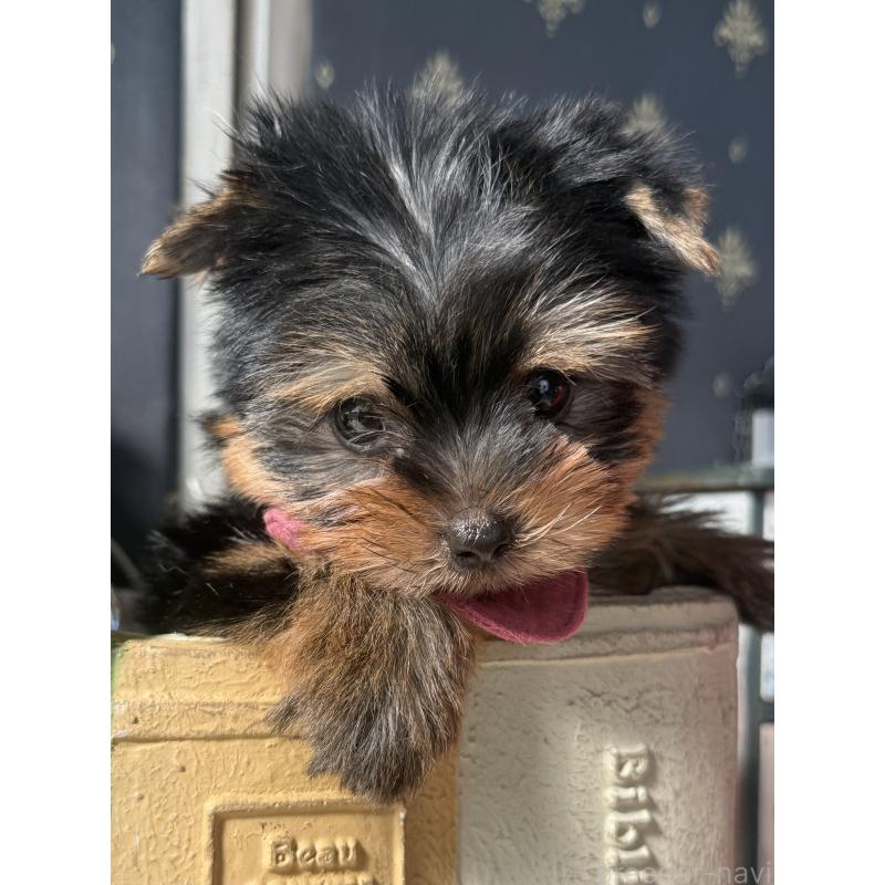 成約済の宮崎県のヨークシャーテリア-417683の11枚目