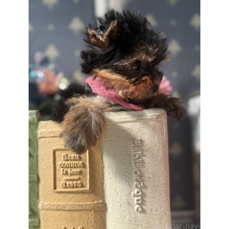 成約済の宮崎県のヨークシャーテリア-417683の10枚目