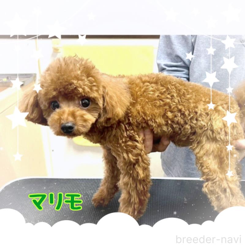 ののティーカッププードル-