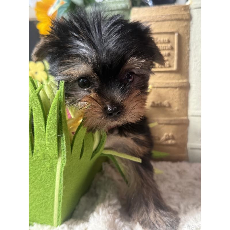 成約済の宮崎県のヨークシャーテリア-417683の9枚目