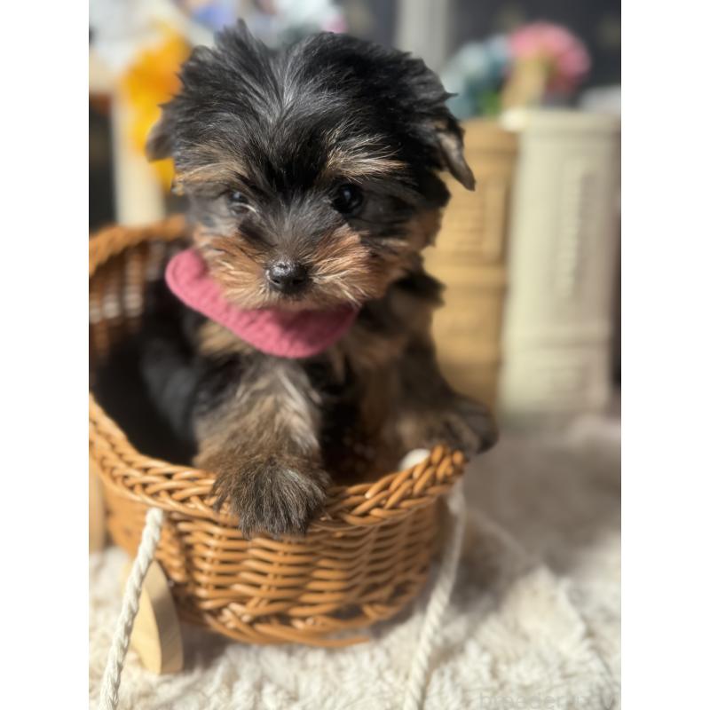 成約済の宮崎県のヨークシャーテリア-417683の8枚目