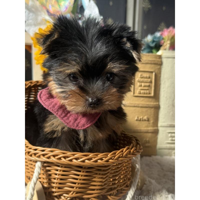 成約済の宮崎県のヨークシャーテリア-417683の7枚目